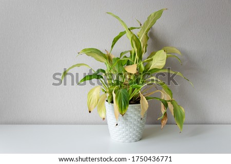 Disease houseplant. Wilting home flower Spathiphyllum in white pot against a light wall. Home green plant. Concept of home plant diseases. Abandoned home flower Royalty-Free Stock Photo #1750436771