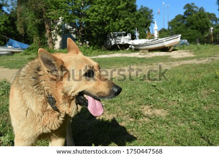 Tongue out, brown homeless dog