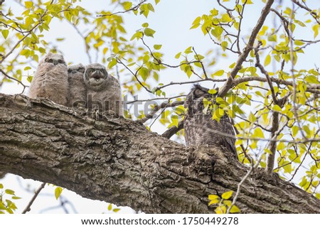 great horned owl nest and owlet at Delta  BC Canada