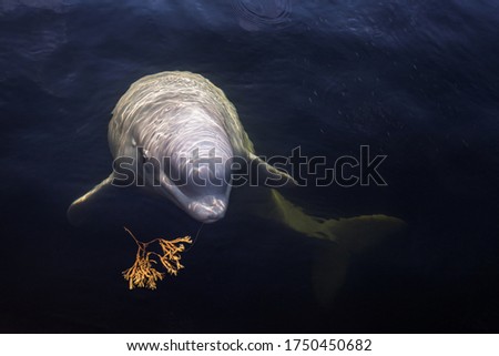 Friendly Beluga whale up close Royalty-Free Stock Photo #1750450682