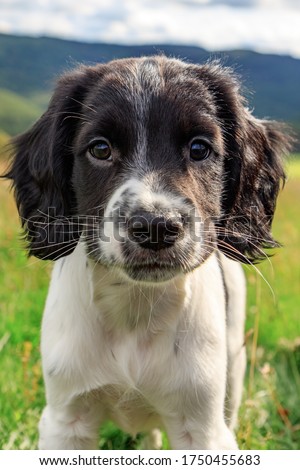 Closeup head shot of a cute young black and white English Springer Spaniel puppy outdoors in a field Royalty-Free Stock Photo #1750455683