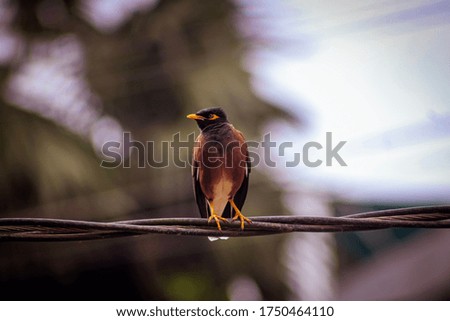 A common myna bird seating on an electric wire.