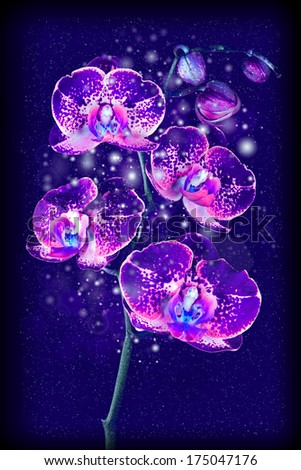 Glowing flower Magical orchid on dark background, card