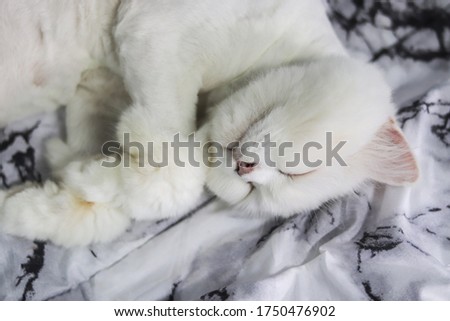 A persian cat with short hairs from a cute cut lying on the bed