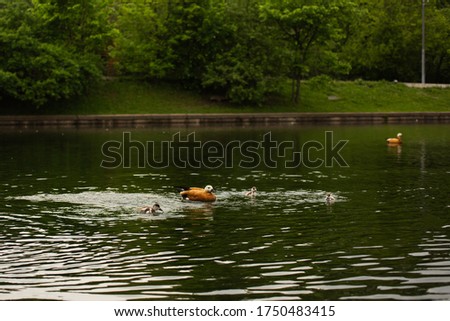 ducks in pond a spring park