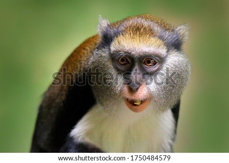 Portrait of Campbell's mona monkey or Campbell's guenon monkey, Cercopithecus campbelli, detail face in nature habitat. Primate from Ivory Coast, Gambia, Ghana. Royalty-Free Stock Photo #1750484579