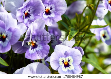 Garden pansy with purple and white petals. Hybrid pansy or Viola tricolor pansy in flowerbed. Violet pansy flower, close-up of viola tricolor in the spring garden