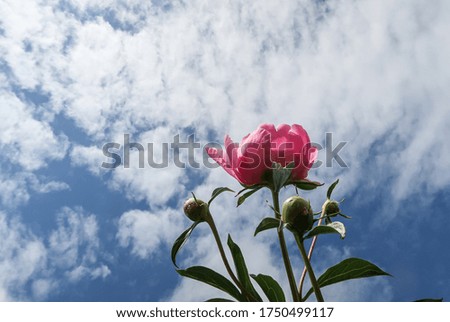A bright peony flower against a blue sky with white clouds.