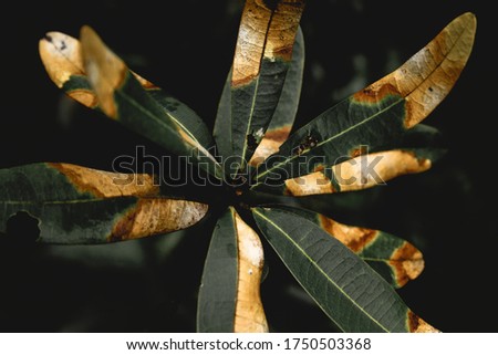 Rusty leaves like star pareidolia.
