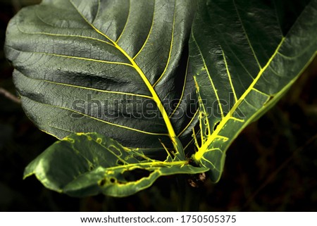 Endemic leaves with contrasted yellow veins.