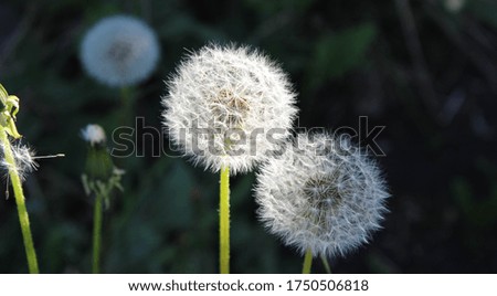 Field of white fluffy dandelions in June. Horizontal frame, close-up.
