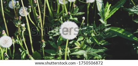 Field of white fluffy dandelions in June. Horizontal frame, close-up.