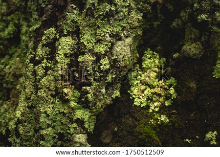 Lichens and moss texture on tree.