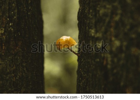 Mushroom perfil stuck on bark.