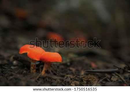 Couple of orange mushrooms and earthy depth bokeh.
