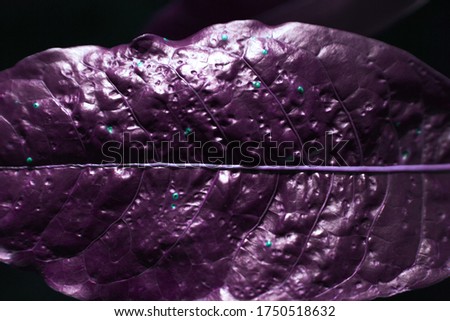Closeup on abstracted purple leaf.