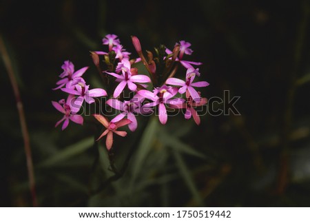 Epidendrum endemic vibrant violet flowers.