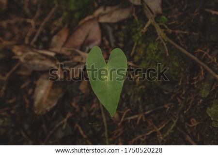 Leaf like a heart pareidolia matted composition.