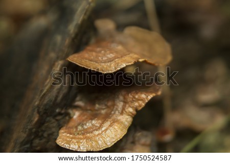 Earthy "ear" mushrooms on bole.