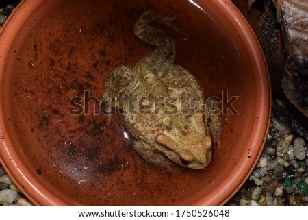 Young common toad (Bufo bufo) soaking in a small plastic plate full of water