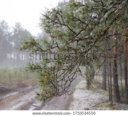 Pine branch with drops of water after rain. Fog. Blurred background.