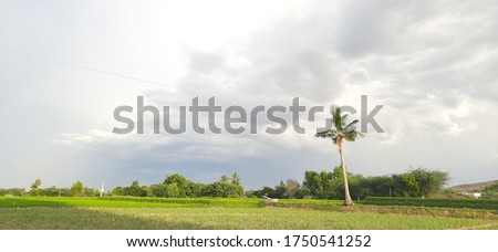 green field with a tree in landscape