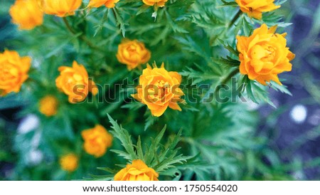 A selective focus shot of some beautiful orange roses with exotic leaves captured in a garden