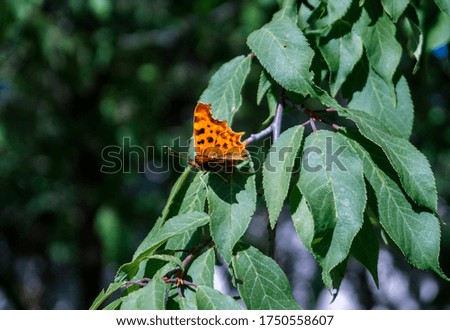  Beautiful yellow butterfly on tree