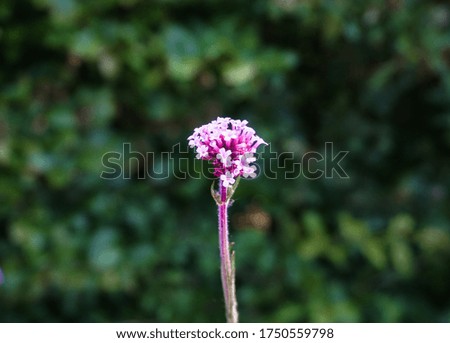 purpletop vervain flower isolated on green background.
