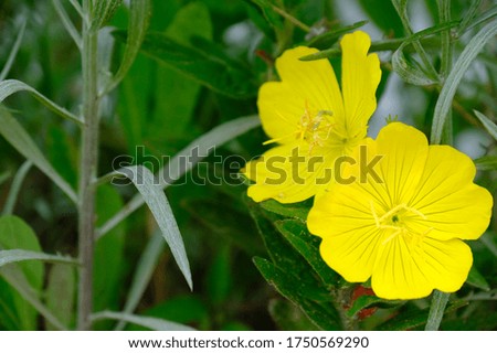 Yellow flowers bloomed with green leaves. 