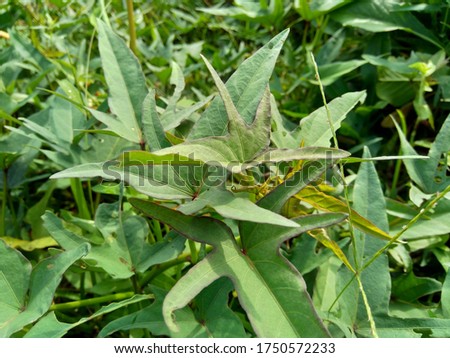 Sweet potatoes leaves in the nature. Sweet potato leaves are medium to large in size and are cordate, or heart-shaped with pointed tips. The leaves grow in an alternate pattern and may be palmate . Royalty-Free Stock Photo #1750572233