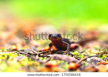 A close up of a rough-skinned newt standing still on moss and twigs in the forest with a blurred green background.