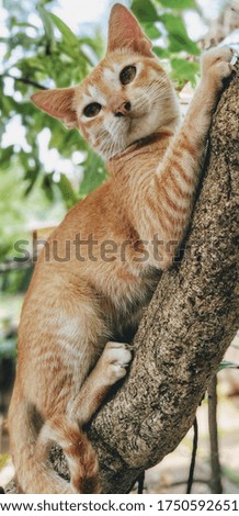 Cute funny curious kitten cat climbing tree in garden on sunny summer day