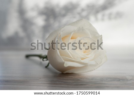 White rose on gray wooden floor