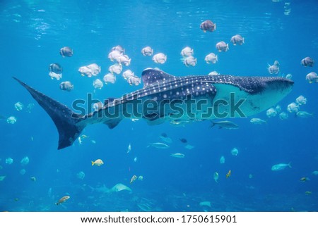 Whale shark and friends swimming