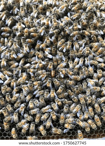 a close up picture of bees