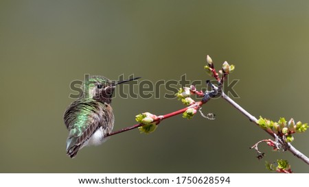 A broad-tailed hummingbird looks over his territory in Wyoming.