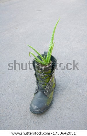 Photography of shoes that function as plant pots.