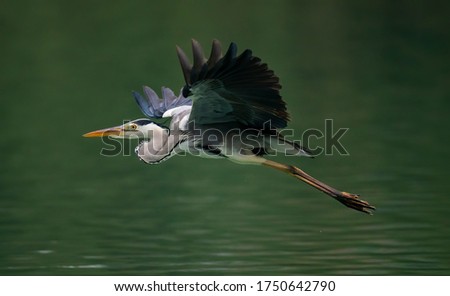 A closeup shot of a Great Blue Heron spreading its wings wide while flying over a pond in Taipei, Taiwan
