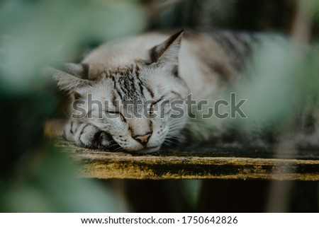 Tiger-cat sleeping on the bench