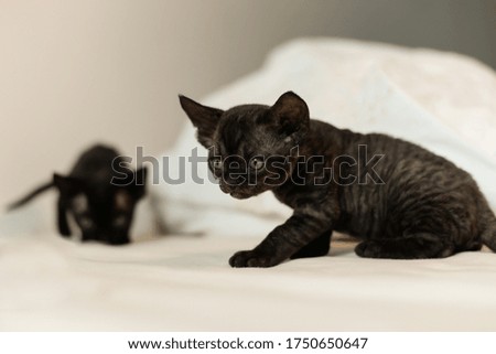 Black baby devon rex cat look for something on bed, tiny body,big ears.