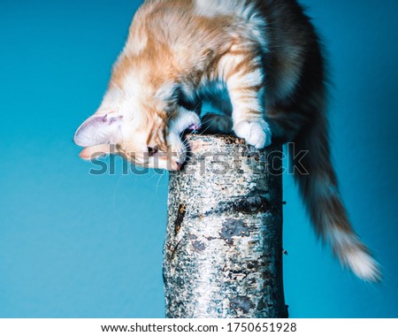 Norwegian Ginger Forest Cat Playing in front of Sky Blue Background