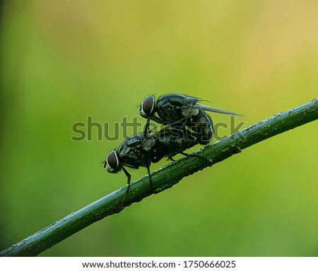 two flies are being mated