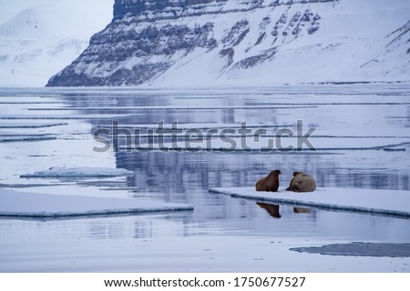 Walrus mother with young pup together on an sea ice floe in "Billefjord" on Spitsbergen during May. Mountains and cloudy sky in the background.
