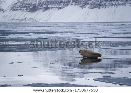 Single walrus lying on the melting sea ice in "Billefjord" on Spitsbergen