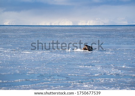 Single walrus lying on the melting sea ice in the sunshine on Spitsbergen.