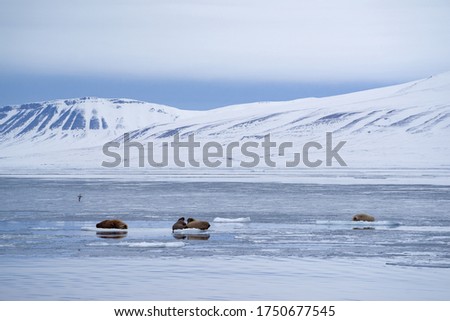 Group of walrus lying on melting sea ice in "Billefjord" with a cloudy background, on Spitsbergen.