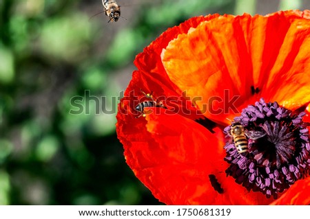 bees pollinate poppy flowers in the garden on a Sunny morning