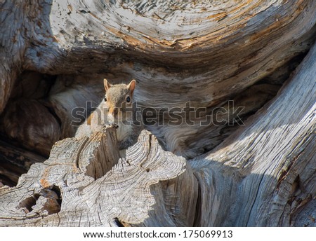 Squirrel in wooden nest