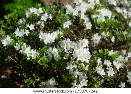 White Rhododendron Kermesina Alba blooming in a garden